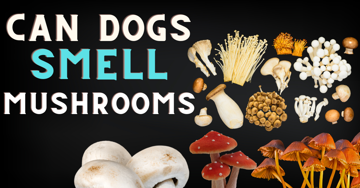 Can Dogs Smell Mushrooms? Dogs Sniffing Truth